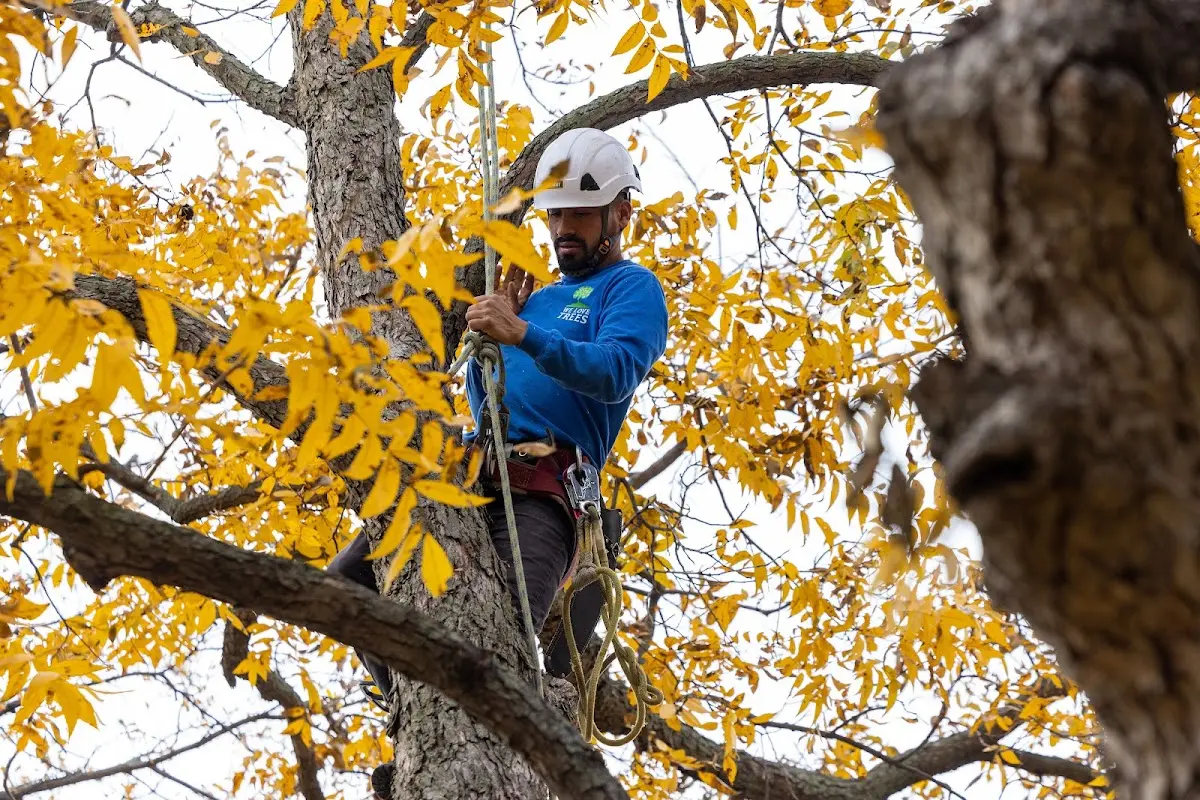 Skilled Tree Planting crew working in Middletown